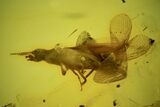 Detailed Fossil Termite (Isoptera) In Baltic Amber #102739-2